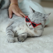 Cute Sunglass for Pet
