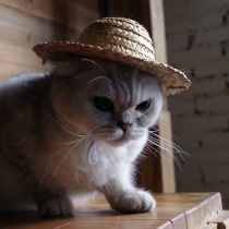 Fashion Wide Brim Straw Hat for Pets